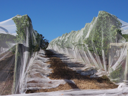 Bird Netting