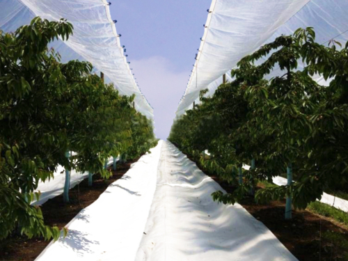 Cherry Rain Cover Tarpaulins