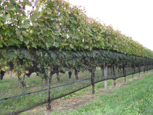 Vineyard Shade Cloth