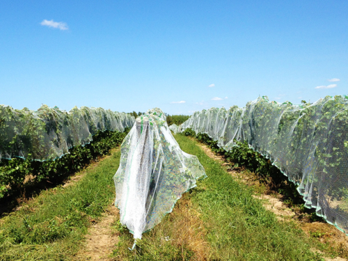 Crop Protection Netting Mono Knitted Rectangle