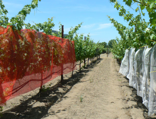 Colored Shade Netting For Vineyard