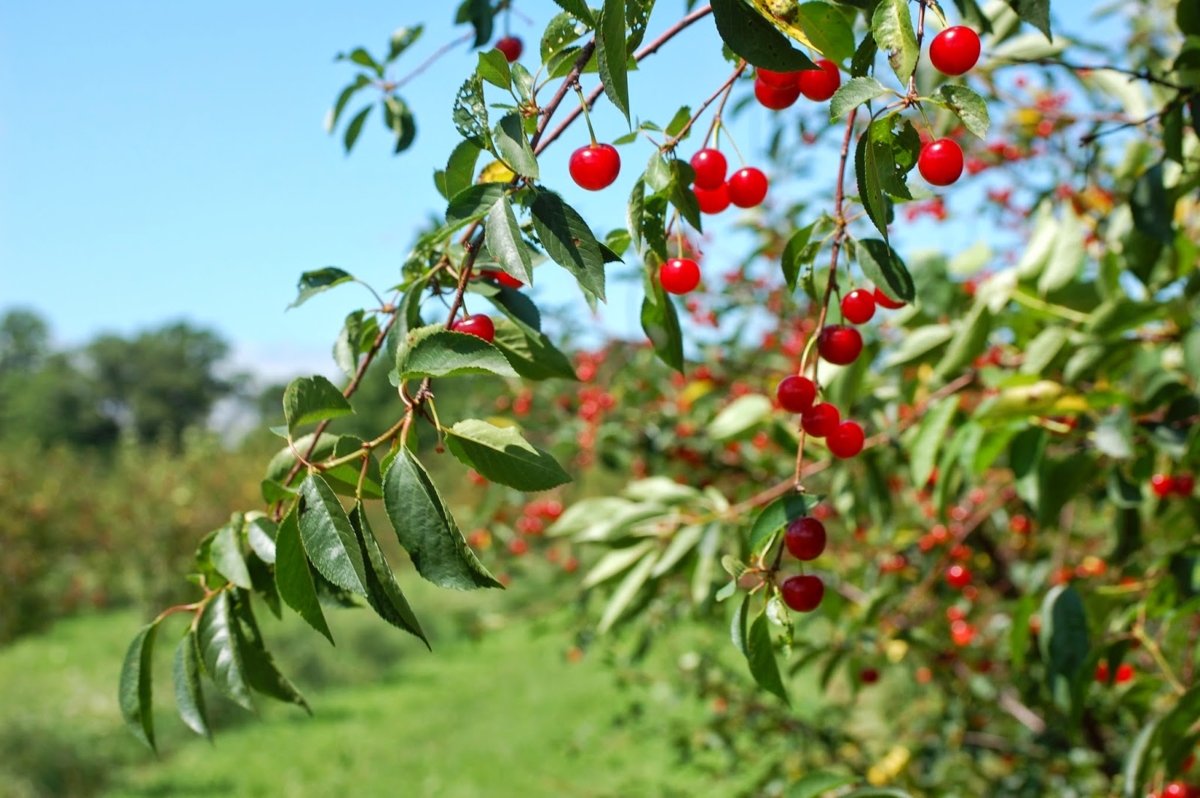 Cherry Rain Cover